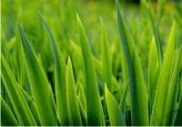 A grama do vizinho é sempre mais verde?